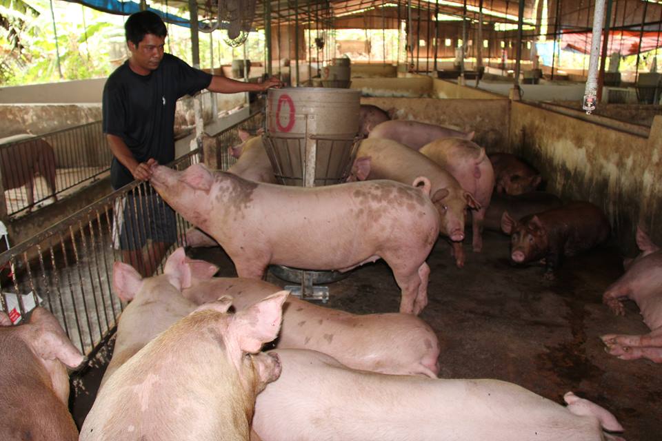 gia lon hom nay 21.7: dong nai 35.000 d/kg, nghi c.p thao tung gia? hinh anh 1