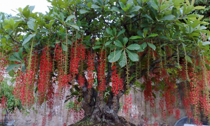 Kỹ thuật trồng cây lộc vừng cho đơm nhiều hoa làm cảnh trong ngôi nhà thêm may mắn, tài lộc