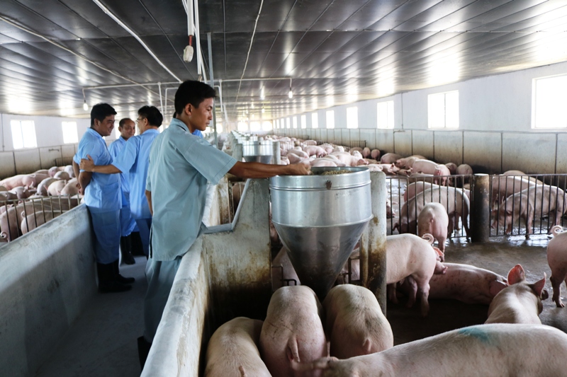 gia lon (heo) hom nay 22.7: mot tuan chao dao quanh moc 40.000 d/kg hinh anh 1