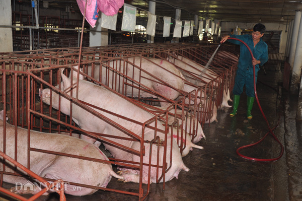 gia lon (heo) hom nay 22.7: mot tuan chao dao quanh moc 40.000 d/kg hinh anh 2