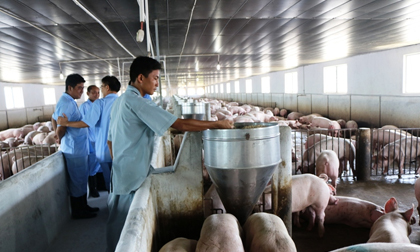 Giá lợn (heo) hôm nay 22.7: Một tuần chao đảo quanh mốc 40.000 đ/kg