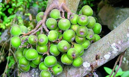 Bị những bệnh này đừng tốn tiền mua thuốc tây hãy dùng quả sung vừa chẳng tốn kém lại an toàn hiệu quả