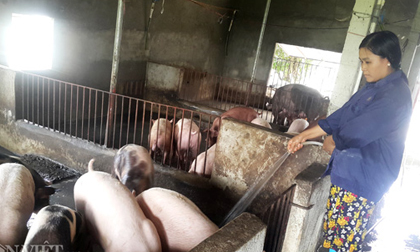 Giá lợn hôm nay 24.7: Miền Bắc sốc còn 35.000 đ/kg, lo Trung Quốc đã đóng biên?