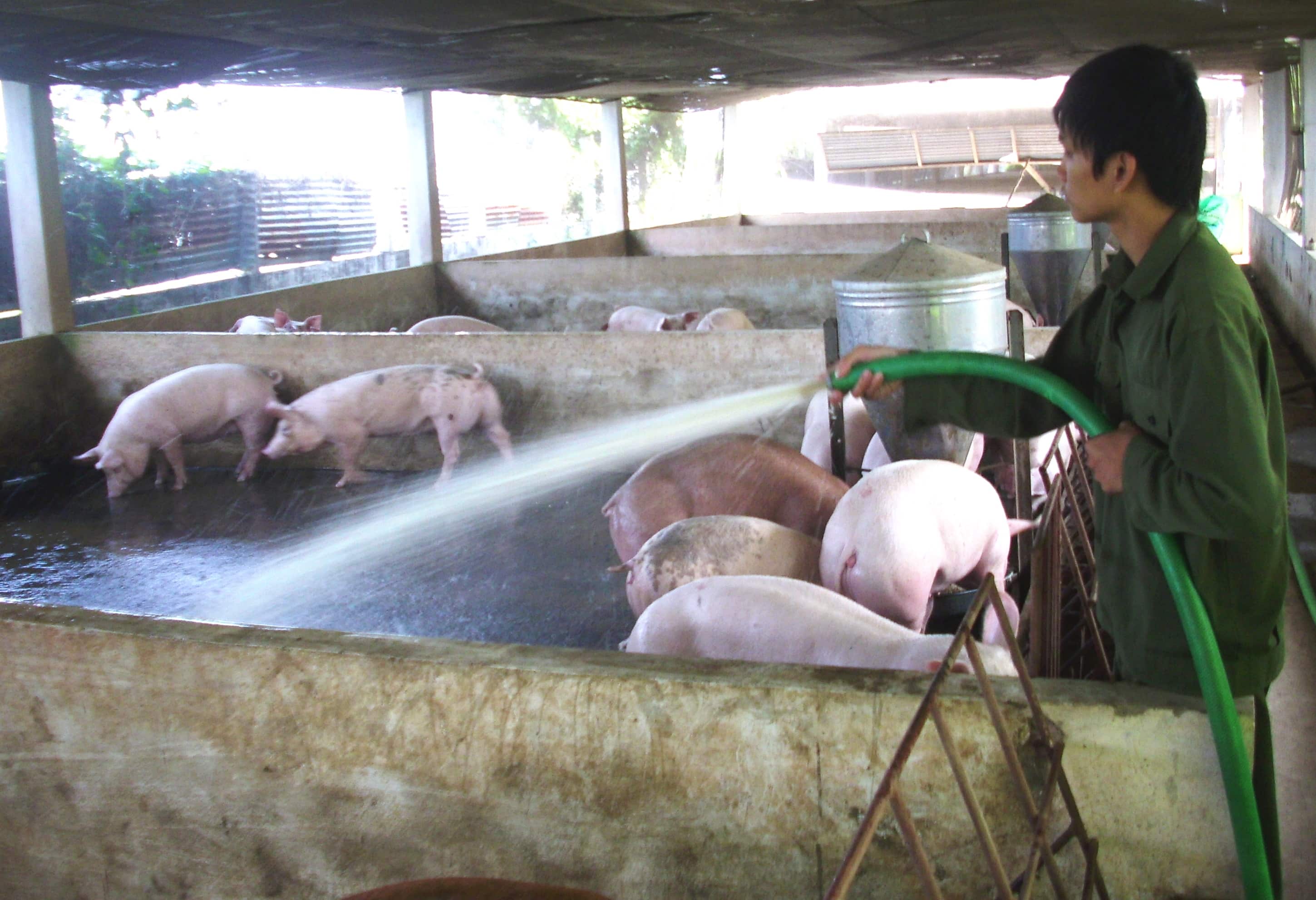 gia lon hom nay 25.7: mien bac 37.000 d/kg, mien tay 32.000 d/kg, dong nai 35.000 d/kg hinh anh 5