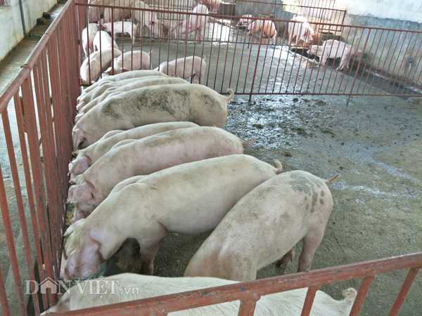 gia lon hom nay 25.7: mien bac 37.000 d/kg, mien tay 32.000 d/kg, dong nai 35.000 d/kg hinh anh 4