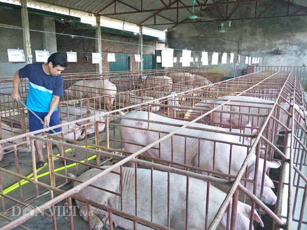 gia lon hom nay 25.7: mien bac 37.000 d/kg, mien tay 32.000 d/kg, dong nai 35.000 d/kg hinh anh 2