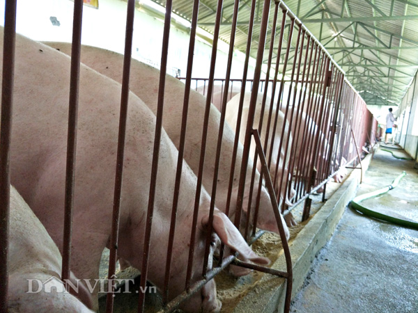 gia lon hom nay 25.7: mien bac 37.000 d/kg, mien tay 32.000 d/kg, dong nai 35.000 d/kg hinh anh 1