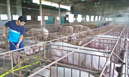 Giá lợn hôm nay 25.7: Miền Bắc 37.000 đ/kg, miền Tây 32.000 đ/kg, Đồng Nai 35.000 đ/kg