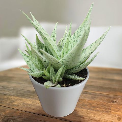 aloe-rauhii-snowflake-1-jpg