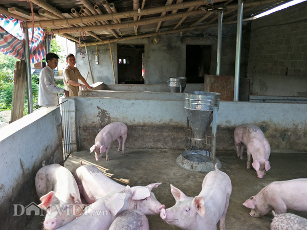 gia lon hom nay 27.7: mien bac 30.000-35.000 d/kg, dong nai giu gia, trung quoc nhap lon lai hinh anh 3