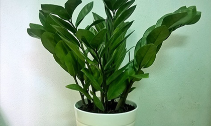 Phòng khách có cây này đảm bảo tiền sẽ ùn ùn kéo và nhà, gia đình luôn khỏe mạnh, hạnh phúc