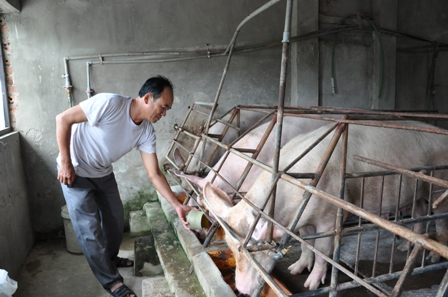 gia lon hom nay 28.7: dung hi vong trung quoc, duoc gia 40.000 d/kg ban ngay hinh anh 2