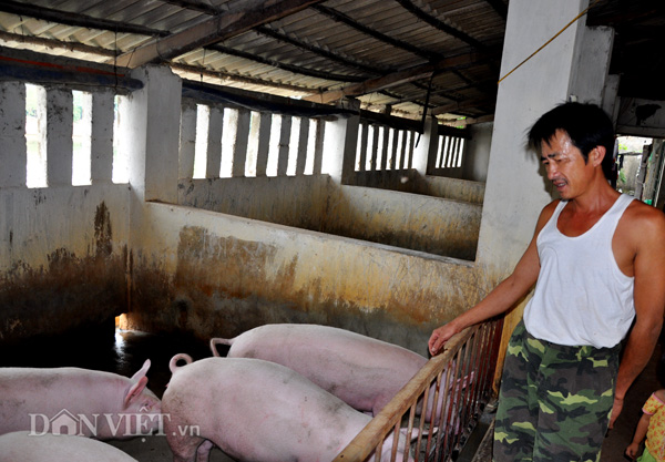 gia lon hom nay 28.7: dung hi vong trung quoc, duoc gia 40.000 d/kg ban ngay hinh anh 3