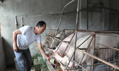 Giá lợn hôm nay 28.7: Đừng hi vọng Trung Quốc, được giá 40.000 đ/kg bán ngay