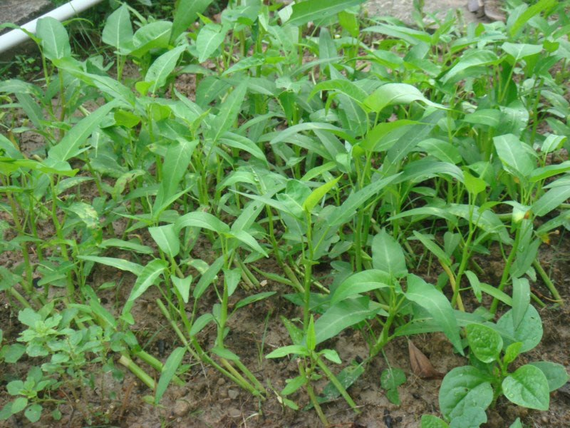 Những thực phẩm chứa chì dễ gây ngộ độc - 1