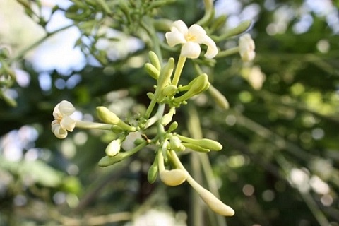 ngua-ung-thu