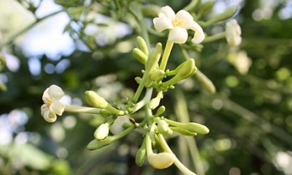 Đây chính là thần dược chữa bách bệnh, ngừa ung thư hiệu quả hàng đầu mà nhà nào cũng đang ném bỏ
