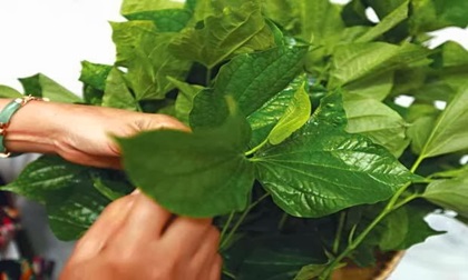 Khi bạn mắc phải những bệnh này đừng tốn tiền mua thuốc tây mà hãy dùng ngay lá lốt