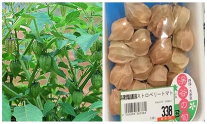 Ngỡ ngàng quả dại mọc đầy ở Việt Nam, sang nước ngoài bán giá 700.000/kg