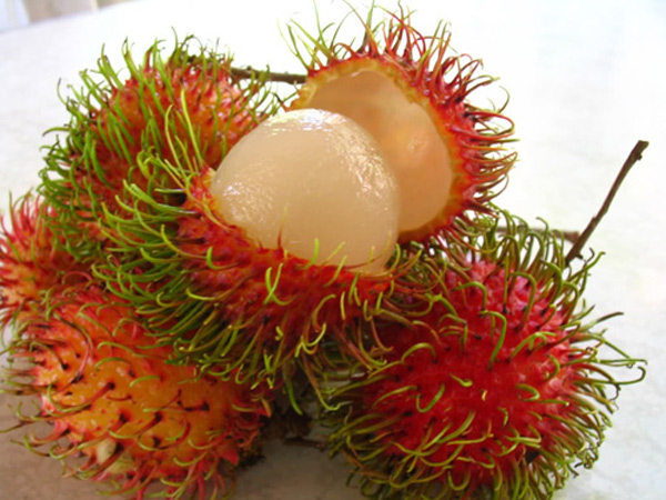 cach phan biet chom chom chuan viet khong phai ai cung biet - 1