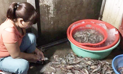 Hà Nội: Bắt quả tang cơ sở dùng kim tiêm bơm tạp chất vào tôm