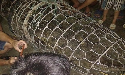 Bắt được cá sấu 30 kg ở Hà Nội