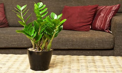 Trồng cây này trong nhà làm ăn phát đạt, tài lộc, may mắn thi nhau kéo đến ùn ùn