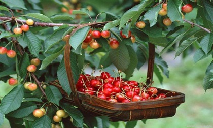 Cách trồng cherry tại nhà, mỗi ngày thu 300 quả ăn mãi chẳng hết