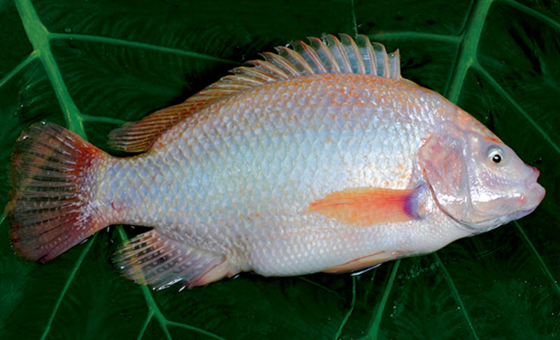ca hap khe nong hoi cho bua com toi ngon dam da hinh anh 1