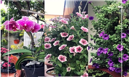 Khu vườn 200 giỏ hoa rực rỡ của mẹ Hải Dương khiến khách đến chỉ muốn 'ở mãi không về'
