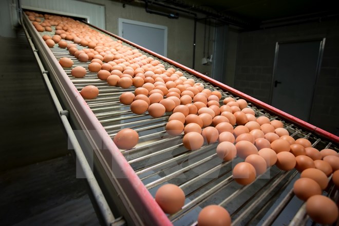 be bói trung nhiẽm thuóc trù sau lan ra nhieu nuoc chau au hinh anh 1
