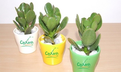 Loại cây có trong nhà sẽ mang lại tài lộc, sức khoẻ tiền vào như nước gia đình hoà thuận