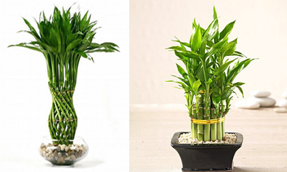 Đặt cây phất dụ ở vị trí này tài lộc, may mắn thi nhau kéo vào nhà bạn