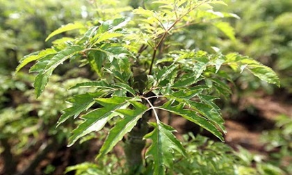 Trồng cây đinh lăng “thần dược” để chữa bách bệnh, chặn khí xấu, tài lộc vào ầm ầm