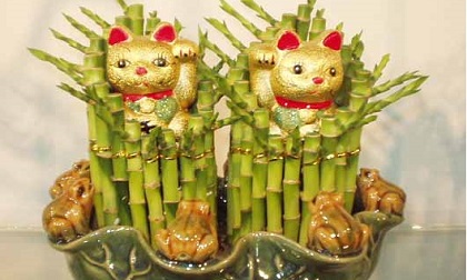 Nếu trong nhà bạn để cây phất dụ ở vị trí này điều gì sẽ đến với đại gia đình?