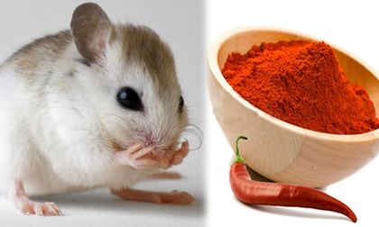 Đây chính là mẹo hay và hữu ích nhất để nhà không bao giờ có con chuột nào mà không cần thuốc diệt