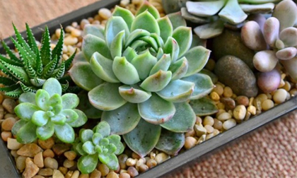 Trồng cây sen đá: Vừa dễ sống, đẹp nhà lại rước đầy may mắn tài lộc