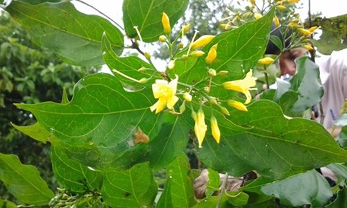 la-ngon