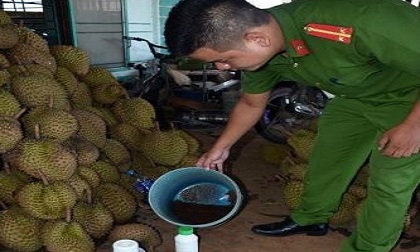 Tẩm hóa chất vào hàng tấn sầu riêng để chuyển ra Hà Nội bán