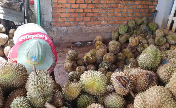 Sầu riêng tăng giá khủng, tư thương “ăn” cả trái non, tẩm thuốc nhanh chín - 1