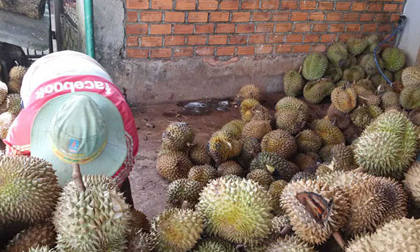 Sầu riêng tăng giá khủng, tư thương “ăn” cả trái non, tẩm thuốc nhanh chín