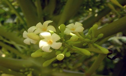 Đây chính là thần dược giúp cả đời khỏe mạnh - trường sinh mà người Việt đang thờ ơ