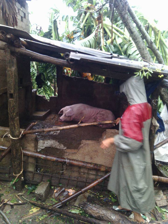 canh tuong tan hoang tai cac tinh co bao so 10 do bo - 9