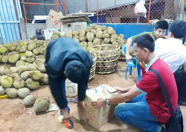 gia lai: bat qua tang co so dung phan bon la nhung sau rieng - 1