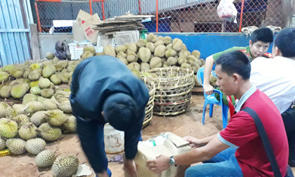Bắt quả tang cơ sở dùng phân bón lá nhúng sầu riêng