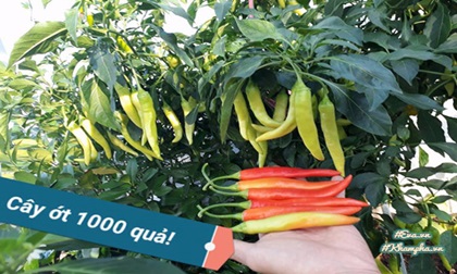 Ông bố Vũng Tàu bày cách trồng ớt sừng trâu ra 1000 quả “ăn đã miệng, ngắm đã mắt“