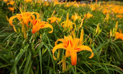 Choáng ngợp lễ hội hoa lily lớn nhất hành tinh