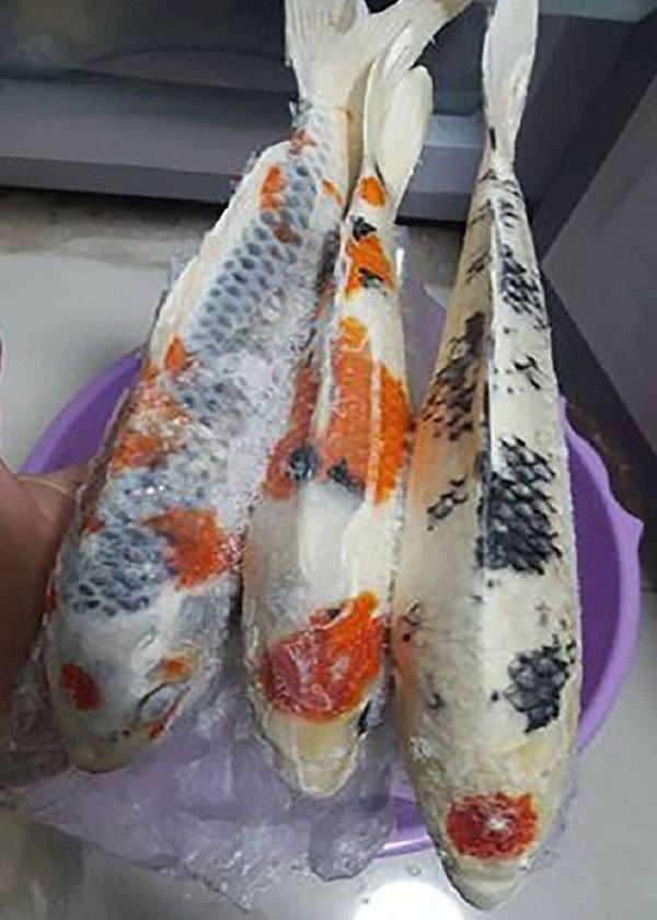 Chồng đi nhậu gọi mãi không về, vợ lạnh lùng thẳng tay rán cả bể cá đắt tiền lên nhậu cùng - Ảnh 2. Chồng đi nhậu gọi mãi không về, vợ lạnh lùng thẳng tay rán cả bể cá đắt tiền lên nhậu cùng - Ảnh 2.