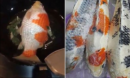 Sự thật chuyện 'đánh ghen' đang sốt: Chồng đi nhậu gọi mãi không về, vợ lạnh lùng trút giận lên cá Koi trăm triệu