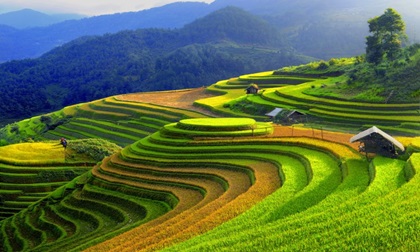 Mù Cang Chải mùa lúa chín – tuyệt mỹ sóng vàng trên non
